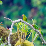Mindanao Lorikeet (image by Rob Rackliffe)