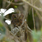 Mindanao Scops Owl (image by Paul Matson)