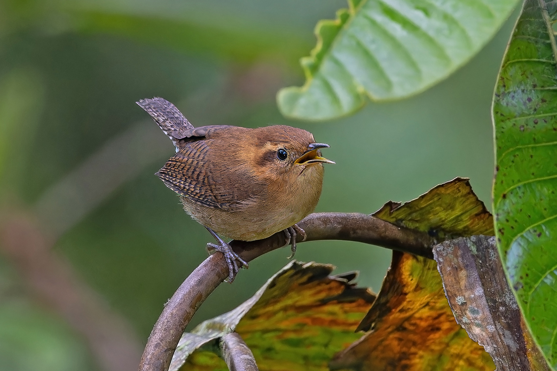 Mountain Wren (image by Pete Morris)