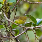 Olive-capped Flowerpecker (image by Paul Matson)