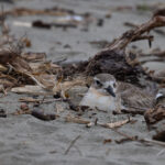 New Zealand Dotterel (image by Dave Howes)