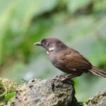 Nonggang Babbler (image by Hannu Jännes)