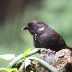 Nonggang Babbler (image by Hannu Jännes)