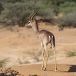 Northern Gerenuk (image by Mark Beaman)
