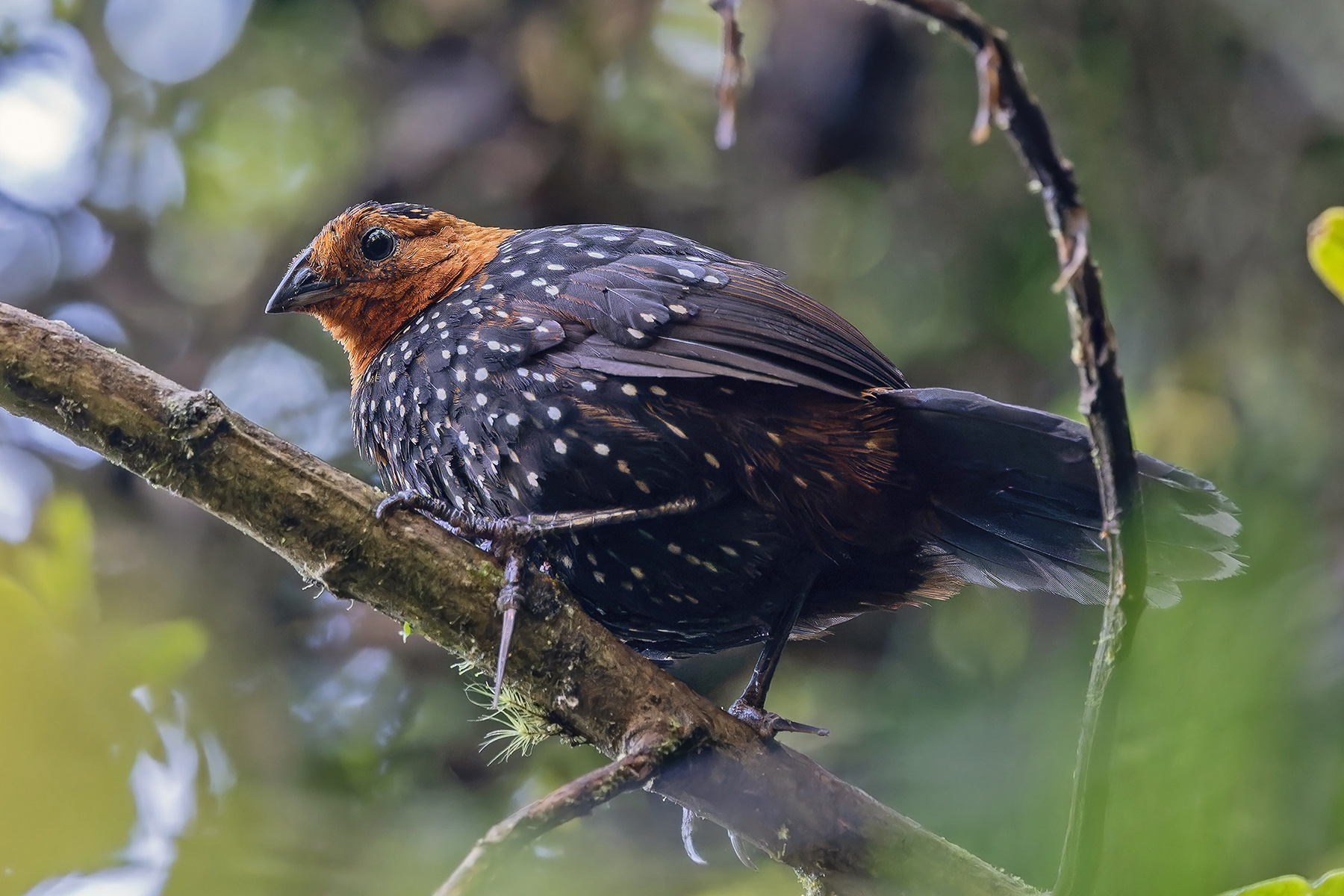 Ocellated Tapaculo (imnage by Pete Morris)