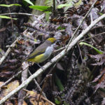Olive-capped Flowerpecker (image by Paul Matson)
