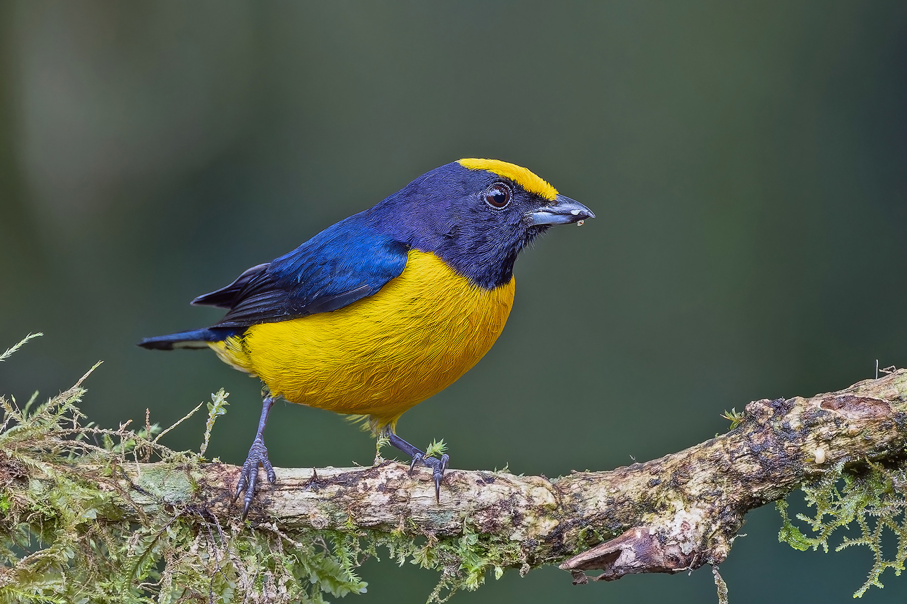 Orange-bellied Euphonia (image by Pete Morris)