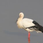 Oriental Stork (image by Hannu Jännes)