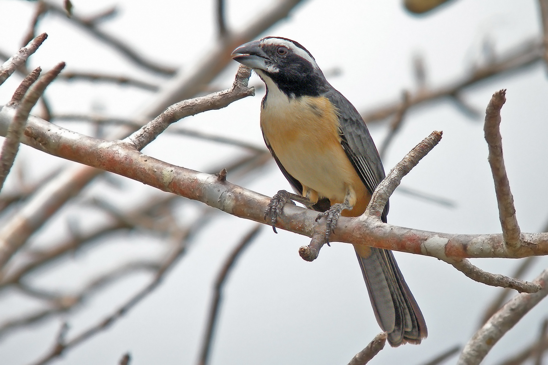 Orinocan Saltator (image by Pete Morris)