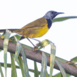 Oriole Warbler (image by Nik Borrow)