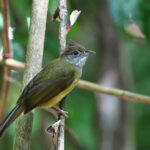 Palawan Bulbul (image by Paul Matson)
