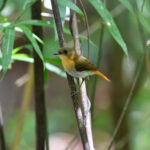 Palawan Flycatcher (image by Paul Matson)