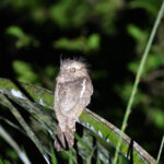 Palawan Frogmouth (image by Paul Matson)