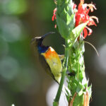 Palawan Sunbird (image by Paul Matson)
