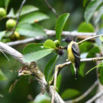 Palawan Tit (image by Paul Matson)