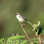 Pale Prinia (image by Mark Beaman)