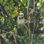 Papuan Boobook (image by Mark Beaman)
