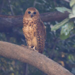 Pel's Fishing Owl (image by Nik Borrow)
