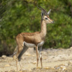 Pelzeln's Gazelle (image by Mark Beaman)