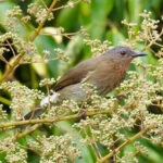 Philippine Bulbul (image by Rob Rackliffe)