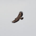 Philippine Eagle (image by Paul Matson)