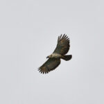 Philippine Eagle (image by Paul Matson)