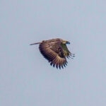 Philippine Eagle (image by Rob Rackliffe)
