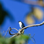 Philippine Falconet (image by Paul Matson)