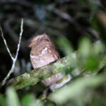 Philippine Frogmouth (image by Paul Matson)