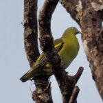 Philippine Green Pigeon (image by Rob Rackliffe)