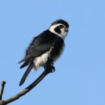 Pied Falconet (image by Hannu Jännes)