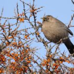 Plain Laughingthrush (image by Hannu Jännes)