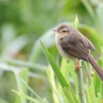 Plain Prinia (image by Hannu Jännes)