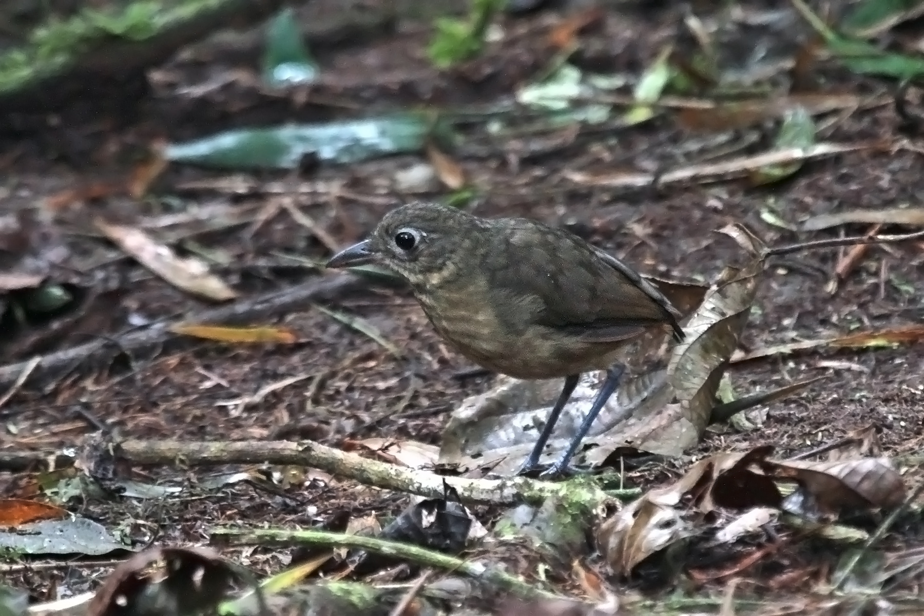 Plain-backed Antpitta (image by Pete Morris)