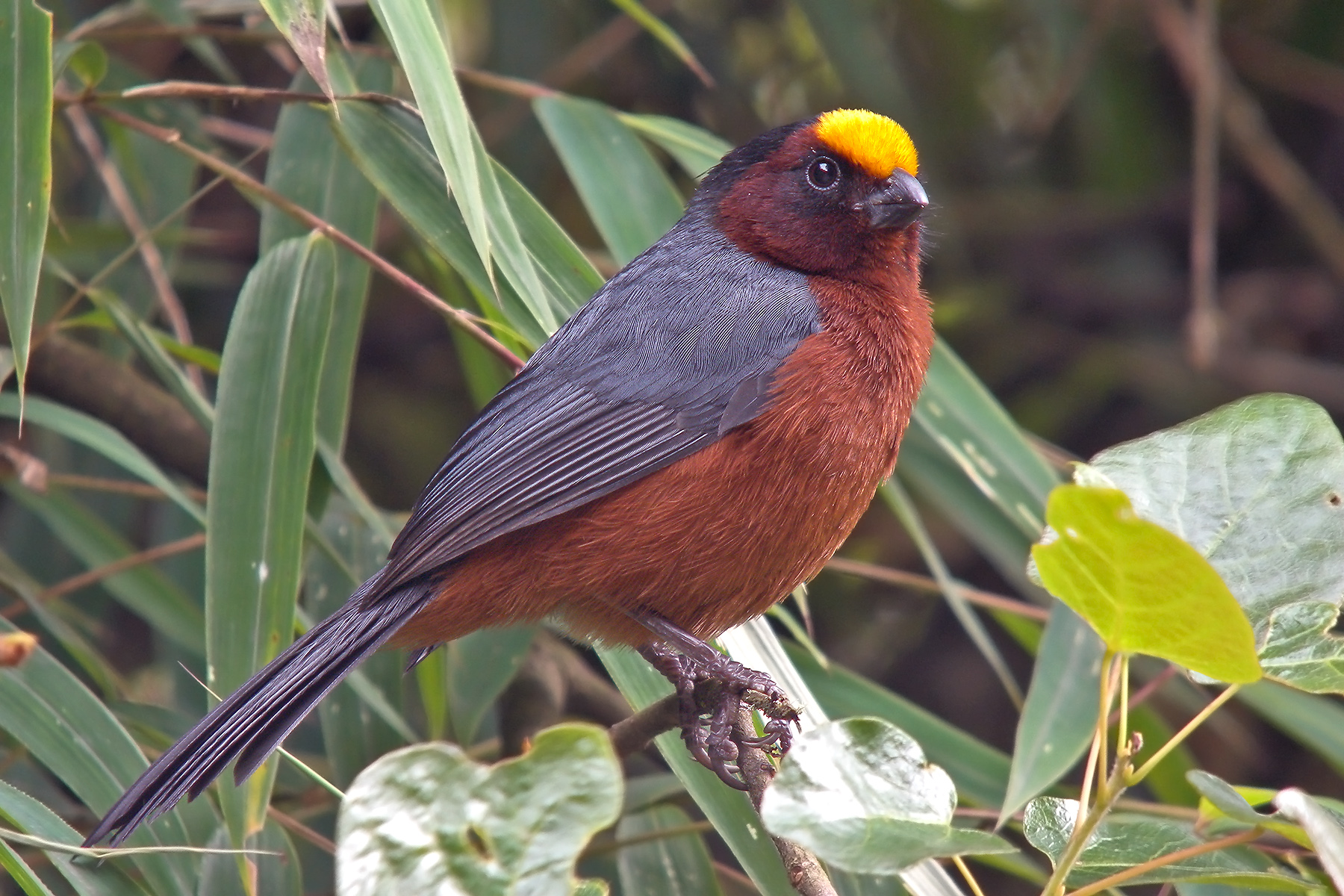 Plushcap (image by Pete Morris)