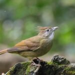 Puff-throated Bulbul (image by Hannu Jännes)
