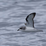 Pycroft's Petrel (image by Dave Howes)