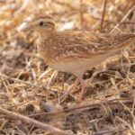Quail-plover (image by Nik Borrow)