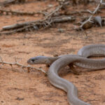 Red Spitting Cobra (but a greyish one!) (image by Mark Beaman)