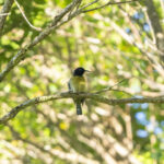 Red-capped Myzomela (image by Mark Beaman)