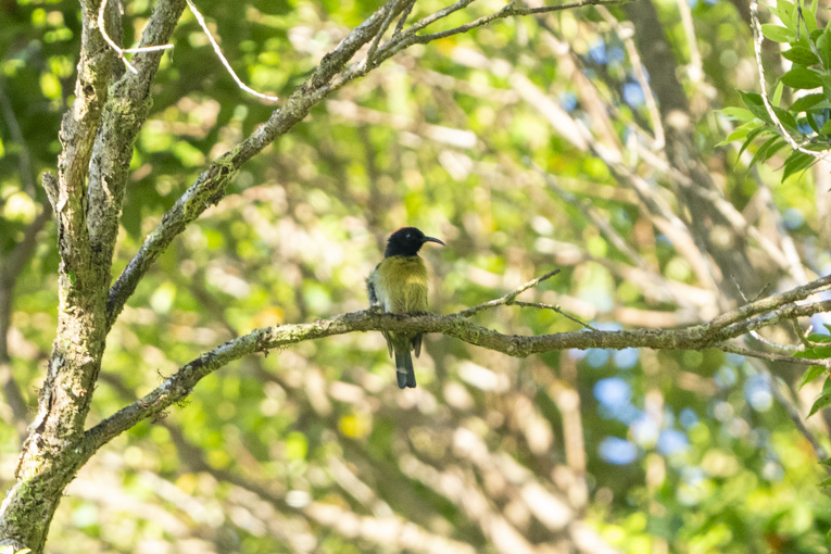 Red-capped Myzomela (image by Mark Beaman)