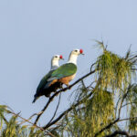 Red-knobbed Imperial Pigeons (image by Mark Beaman)
