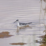 One of two unexpected Red-necked Phalaropes on a pool at Ban Cade (image by Mark Beaman)