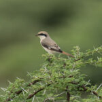 Red-tailed (or Turkestan) Shrike (image by Mark Beaman)