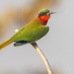Red-throated Bee-eater (image by Nik Borrow)