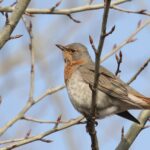 Red-throated Thrush (image by Hannu Jännes)