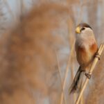 Reed Parrotbill (image by Hannu Jännes)