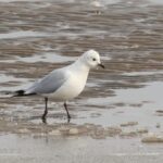 Relict Gull (image by Hannu Jännes)