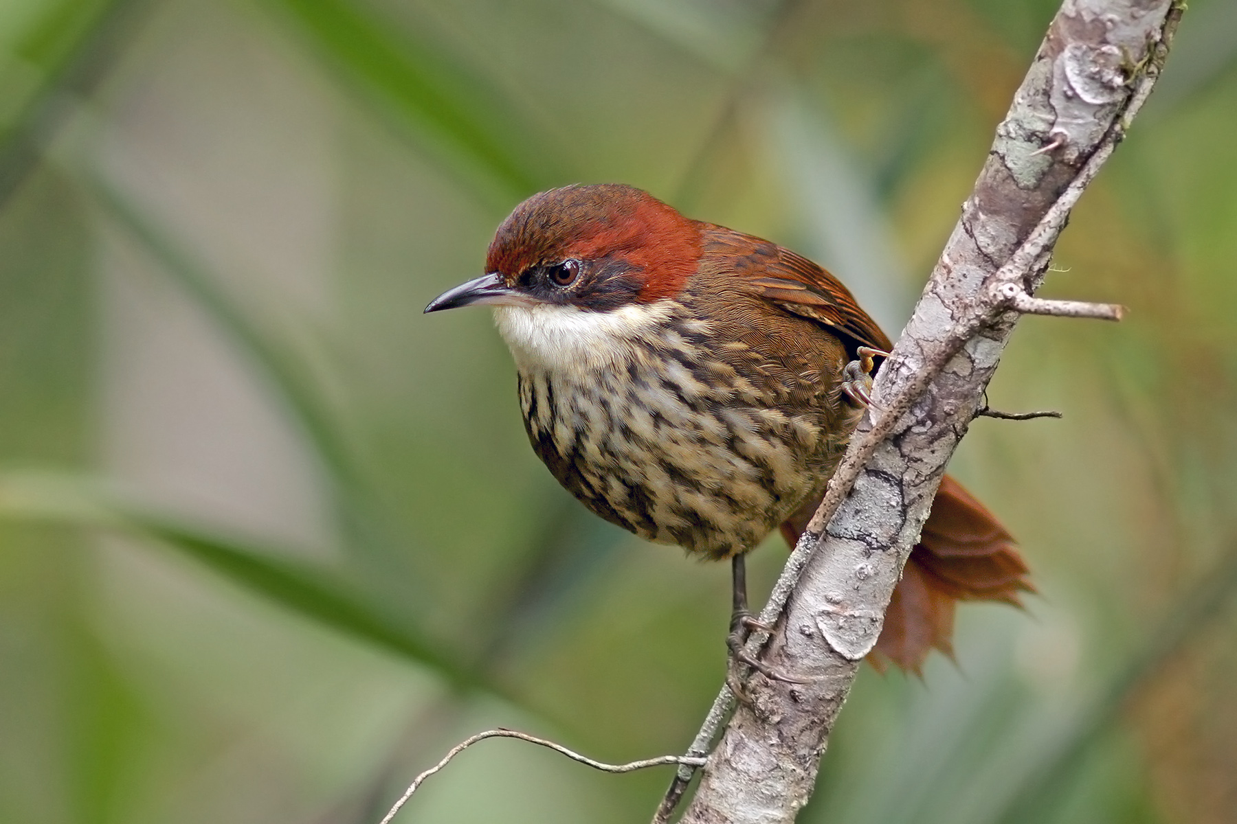 Roraiman Barbtail (image by Pete Morris)