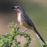Rosy-patched Bushshrike (image by Mark Beaman)